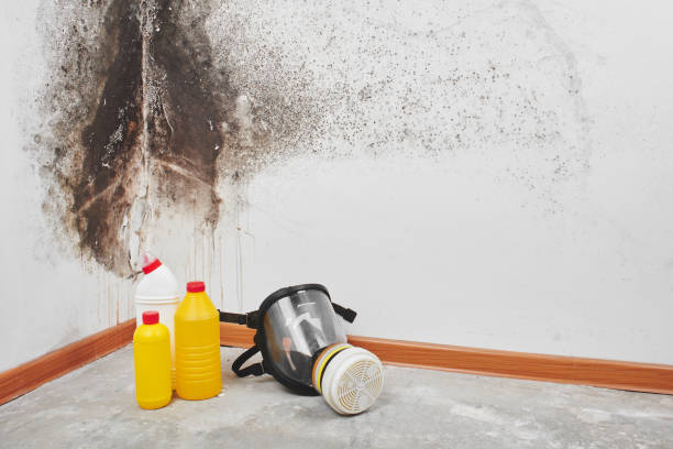 Best Affordable Mold Removal  in Orange City, IA