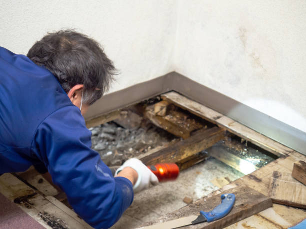 Best Emergency Mold Removal  in Orange City, IA