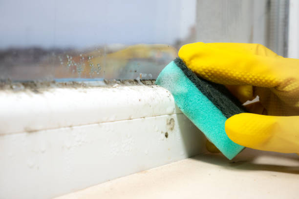 Best Office Mold Removal Services  in Orange City, IA