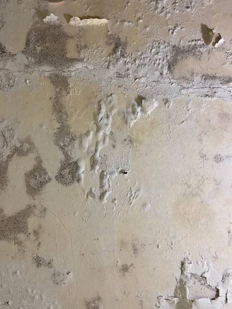 Best Crawl Space Mold Removal  in Orange City, IA