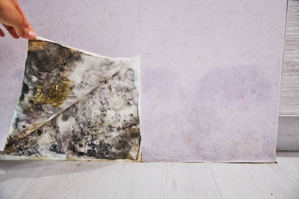 Best Best Mold Removal Companies  in Orange City, IA